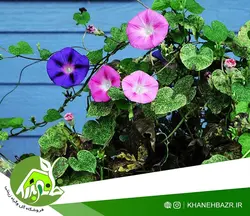 بذر پیچک نیلوفر رونده گل درشت الوان