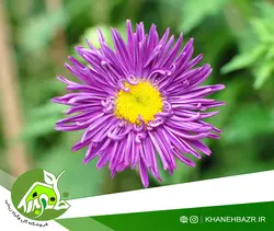 بذر گل مینا شترمرغی میکس