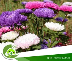 بذر گل مینا شترمرغی میکس