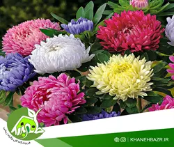 بذر گل مینا شترمرغی میکس