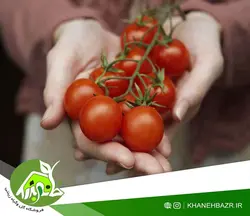 بذر گوجه فرنگی چری خوشه درشت