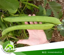 بذر لوبیا جک غول پیکر