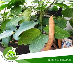 بذر لوبیا جک غول پیکر