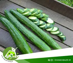 خیار یاماتا ژاپنی
