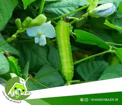 لوبیا بالدار یا دراگون