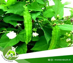 لوبیا بالدار یا دراگون