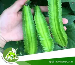 لوبیا بالدار یا دراگون