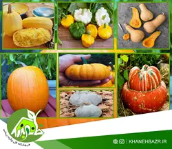 پک ویژه بذر کدو