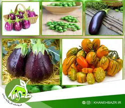 پک ویژه بذر بادمجان