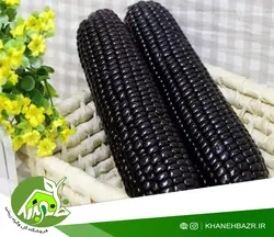بذر ذرت مشکی