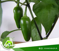 بذر فلفل هالوپینو 10 عدد