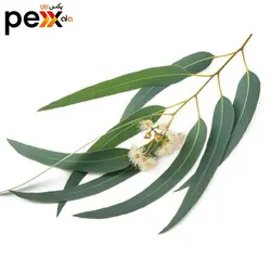 برگ اکالیپتوس خشک نوشکام - 30 گرم