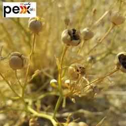 روغن اسپند سحرانا - 30 میلی لیتر