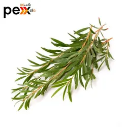 روغن درخت چای سحرانا - 30 میلی لیتر