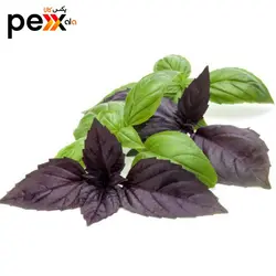 روغن ریحان سحرانا - 30 میلی لیتر