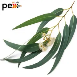 روغن اکالیپتوس سحرانا - 30 میلی لیتر