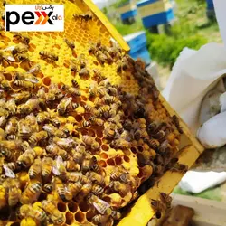 عسل طبیعی بدون موم شایلین - 1 کیلوگرم