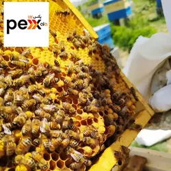 عسل طبیعی بدون موم شایلین - 500 گرم