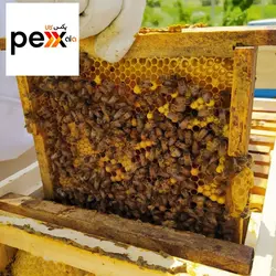 عسل طبیعی بدون موم شایلین - 500 گرم