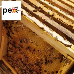 عسل طبیعی بدون موم شایلین - 500 گرم