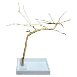 درختچه خزیدن طوطی
