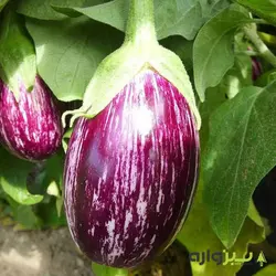 بذر بادمجان کالیوپ بنفش