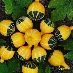 کدو گلابی میکس