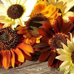 بذر آفتابگردان الوان