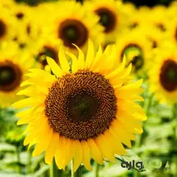 بذر آفتابگردان پا بلند