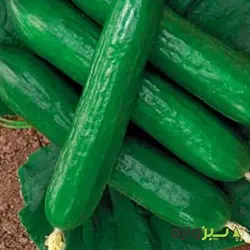 بذر خیار بوته ای رستینا