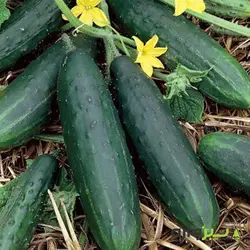 بذر خیار بوته ای صفا