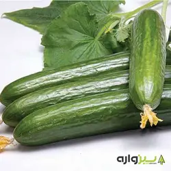 بذر خیار بوته ای کالیپسو
