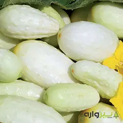 بذر خیار چنبر سلطنتی