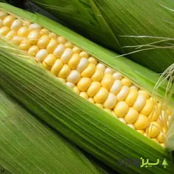 بذر ذرت مکزیکی