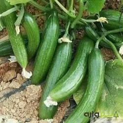 بذر خیار بوته ای آریا