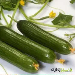 بذر خیار بوته ای الیزا