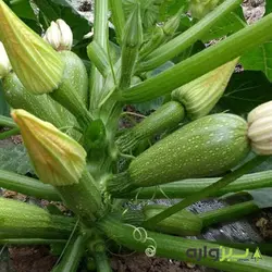 بذر کدو خورشتی هیبرید