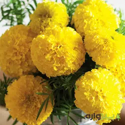 بذر گل جعفری زرد گلدانی