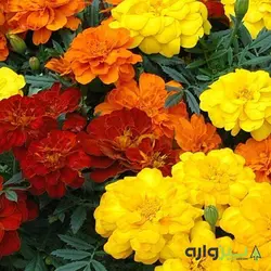 بذر گل جعفری الوان