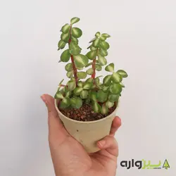 خرفه ای ابلق 3 شاخه *