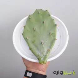 قلمه کاکتوس راکتی تیغ کوتاه