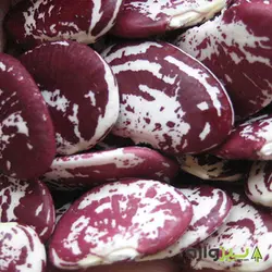 لوبیا عروس