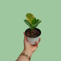 فروش عمده نشای فیکوس ابلق - تولید و فروش گیاهان آپارتمانی