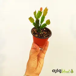 کاکتوس کریسمس