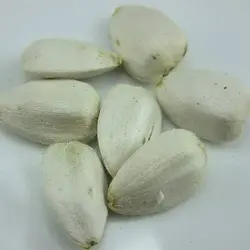 بذر آفتابگردان سفید