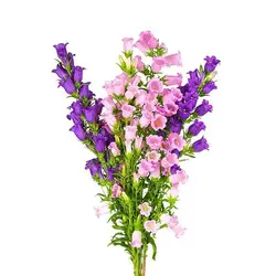 بذر گل استکانی چند رنگ میکس (گلبرگ دوتایی)