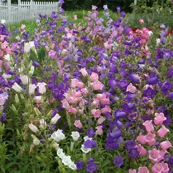 بذر گل استکانی چند رنگ میکس (گلبرگ دوتایی)