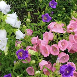 بذر گل استکانی چند رنگ میکس (گلبرگ دوتایی)