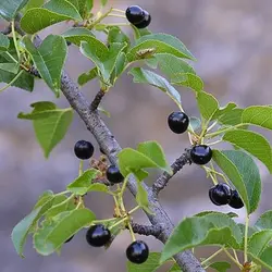 بذر آلبالو تلخ