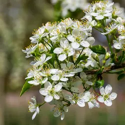 بذر آلبالو تلخ